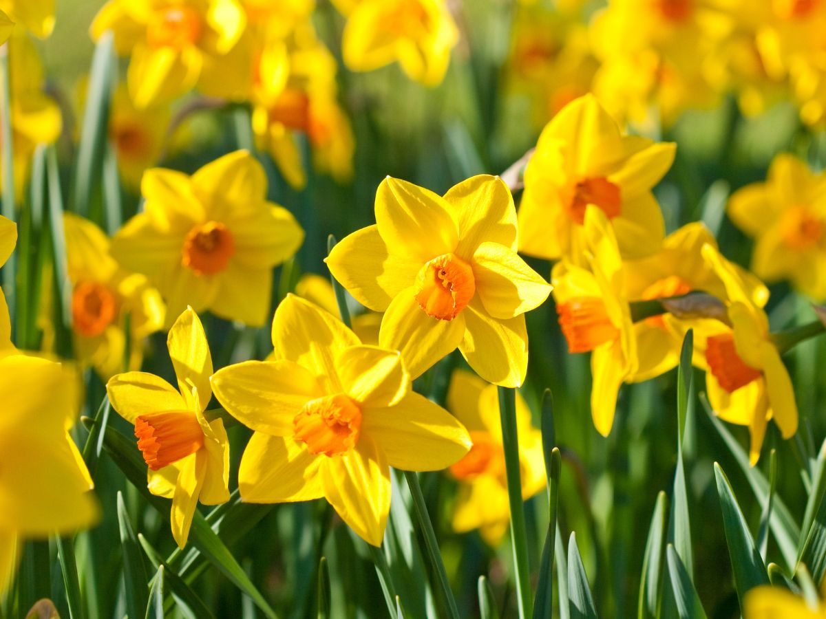 kiedy sadzic zonkile 3244cbc